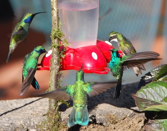 Hummingbirds at Savegre Mountain Lodge, CR