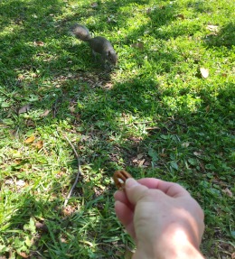 Lunch time fun time with squirrels, FL