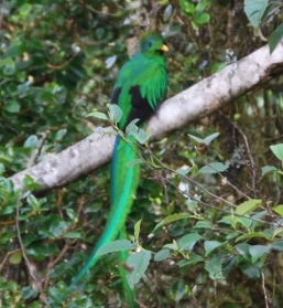 The Resplendent Quetzal, CR. One of my favorite moments.