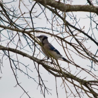 Young bluejay