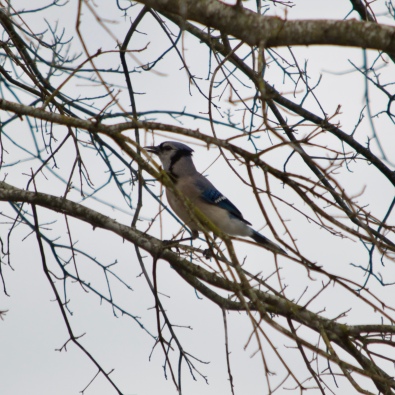 Young bluejay