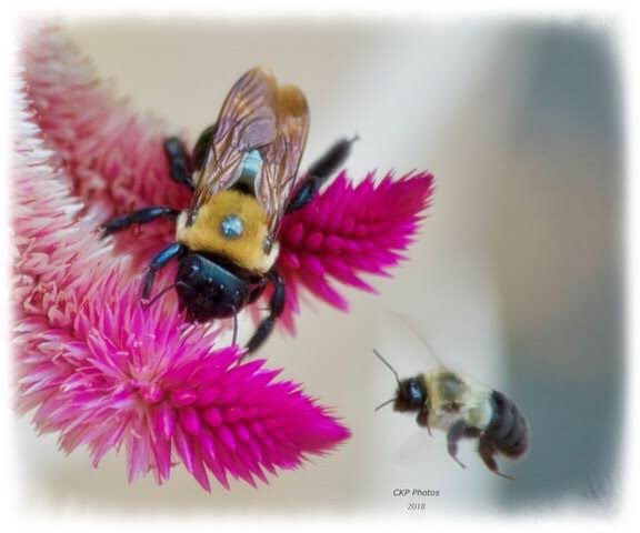 Bee Camaraderie/Photography/Poetry