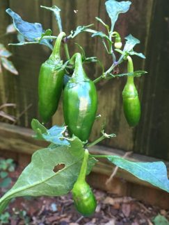 The peppers don't know Winter is whispering...